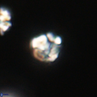 Lanternithus minutus VR 33479