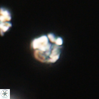 Lanternithus minutus VR 33479