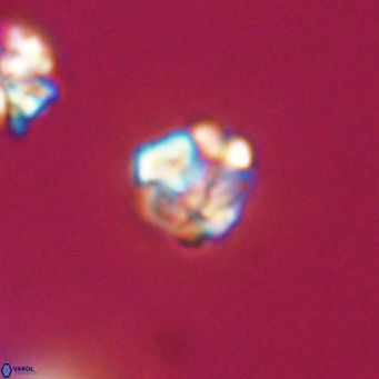 Lanternithus minutus VR 33480