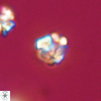 Lanternithus minutus VR 33480