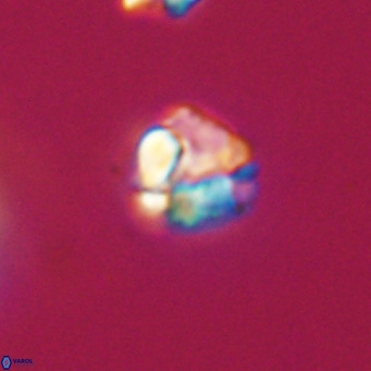 Lanternithus minutus VR 33481