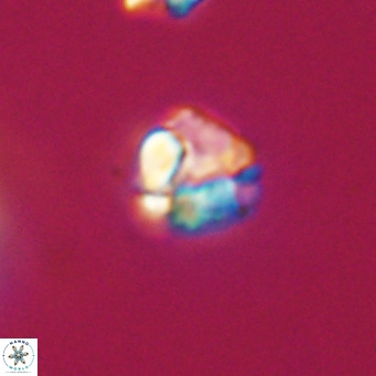 Lanternithus minutus VR 33481