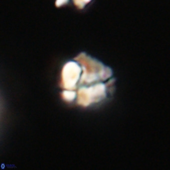 Lanternithus minutus VR 33482