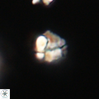 Lanternithus minutus VR 33482