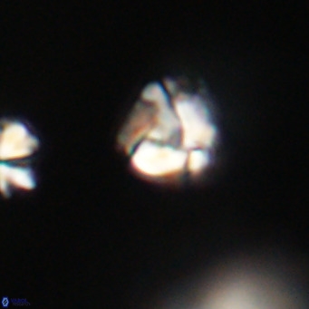 Lanternithus minutus VR 33483