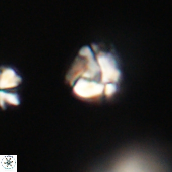 Lanternithus minutus VR 33483