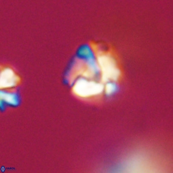 Lanternithus minutus VR 33484