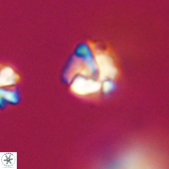 Lanternithus minutus VR 33484