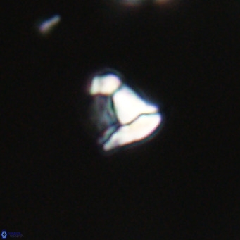 Lanternithus minutus VR 33431