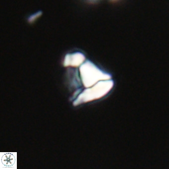 Lanternithus minutus VR 33431