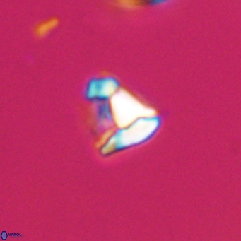 Lanternithus minutus VR 33432