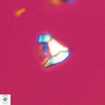 Lanternithus minutus VR 33432