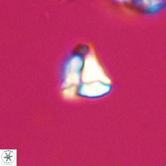Lanternithus minutus VR 33433