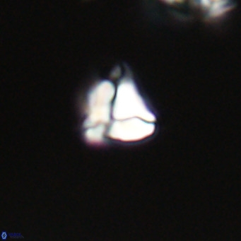 Lanternithus minutus VR 33434