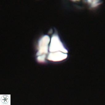 Lanternithus minutus VR 33434