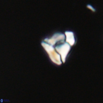 Lanternithus minutus VR 33435