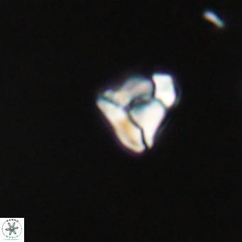 Lanternithus minutus VR 33435