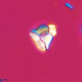 Lanternithus minutus VR 33436