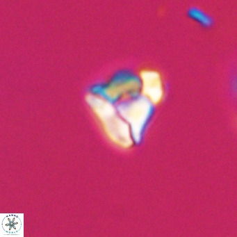 Lanternithus minutus VR 33436