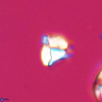 Lanternithus minutus VR 33437