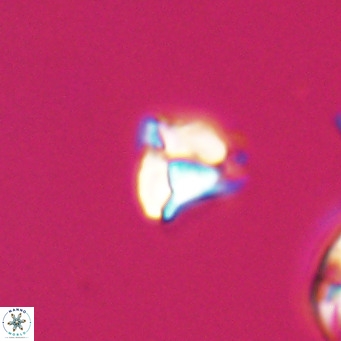 Lanternithus minutus VR 33437