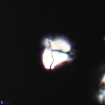 Lanternithus minutus VR 33438