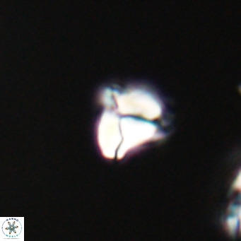 Lanternithus minutus VR 33438