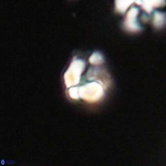 Lanternithus minutus VR 33439