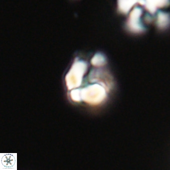 Lanternithus minutus VR 33439