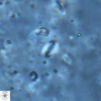 Lanternithus sirteensis VR 00540