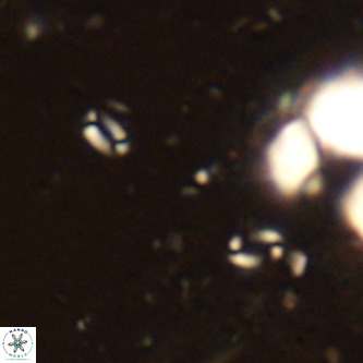 Lanternithus sirteensis VR 00542