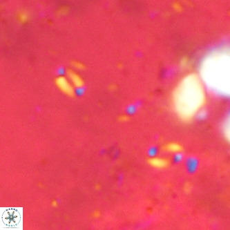 Lanternithus sirteensis VR 00543