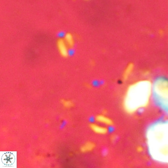 Lanternithus sirteensis VR 00544