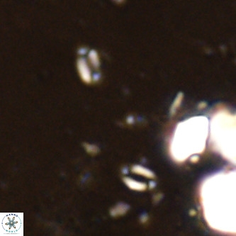 Lanternithus sirteensis VR 00545