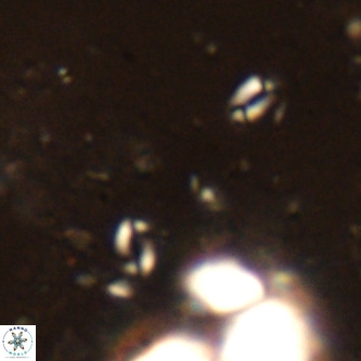 Lanternithus sirteensis VR 00546