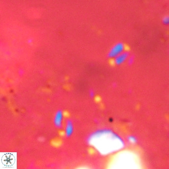 Lanternithus sirteensis VR 00548