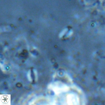 Lanternithus sirteensis VR 00552