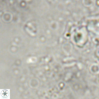 Lanternithus sirteensis VR 00555
