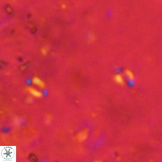 Lanternithus sirteensis VR 00557