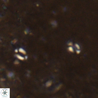 Lanternithus sirteensis VR 00558