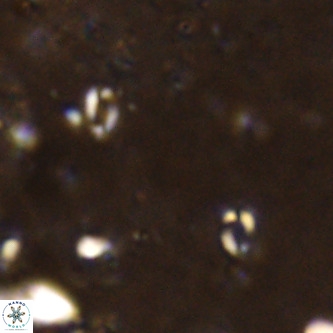 Lanternithus sirteensis VR 00559