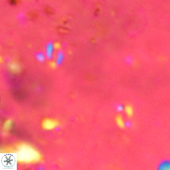 Lanternithus sirteensis VR 00560