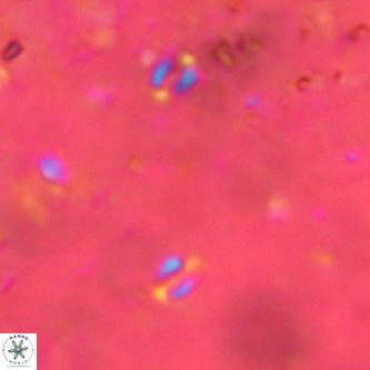 Lanternithus sirteensis VR 00561