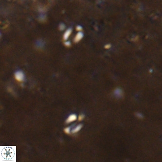 Lanternithus sirteensis VR 00562
