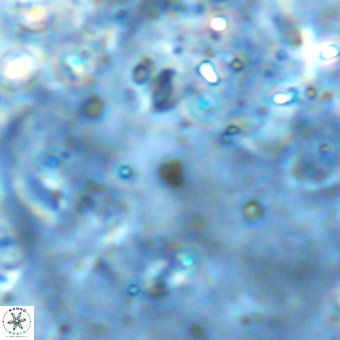 Lanternithus sirteensis VR 00563