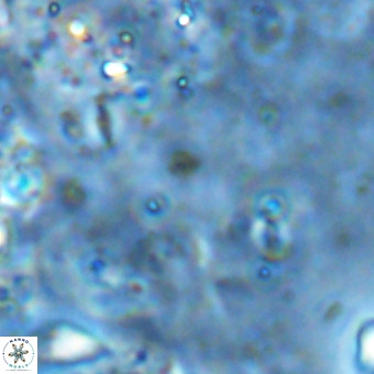Lanternithus sirteensis VR 00564