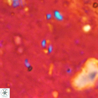 Lanternithus sirteensis VR 00565