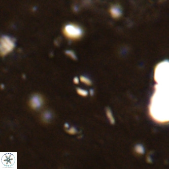 Lanternithus sirteensis VR 00568