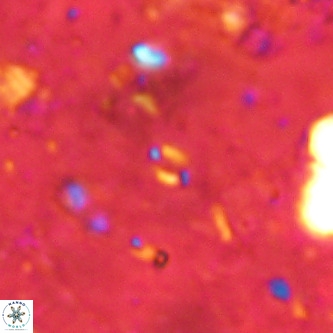 Lanternithus sirteensis VR 00569