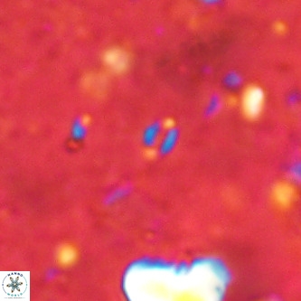 Lanternithus sirteensis VR 00570